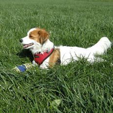 Kooikerhondje Henrikkes Klokkeblomst