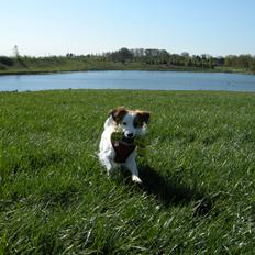 Kooikerhondje Henrikkes Klokkeblomst