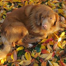 Nova scotia duck tolling retriever Timon