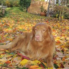 Nova scotia duck tolling retriever Timon