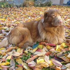Nova scotia duck tolling retriever Timon