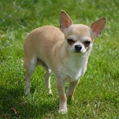 Chihuahua Lovely Fool´s Djego