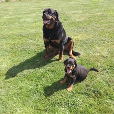 Rottweiler Diesel