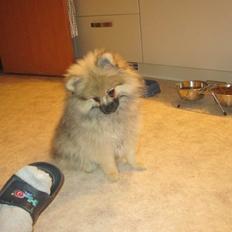 Pomeranian Prins Elvis
