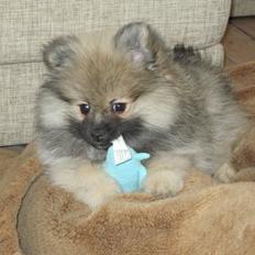 Pomeranian Prins Elvis