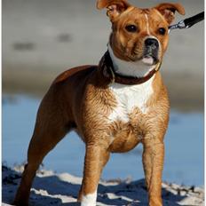 Staffordshire bull terrier Inez 
