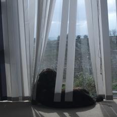 Blanding af racer samson MIN NYE LØBE VEN MIN MOR´S