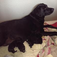 Labrador retriever Diva