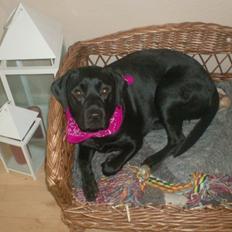 Labrador retriever Diva