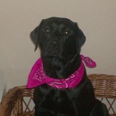 Labrador retriever Diva