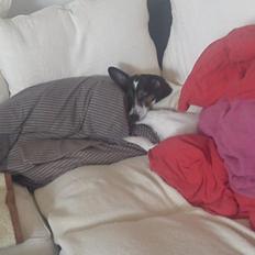 Blanding af racer Tøsen