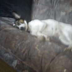 Blanding af racer Tøsen