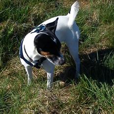 Blanding af racer Tøsen