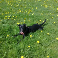 Blanding af racer Labrador/Samojede; Gia