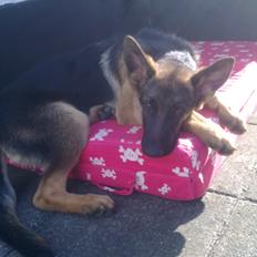 Schæferhund Tjeco Dario Andersen