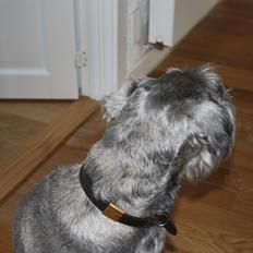 Mellemschnauzer Barbie