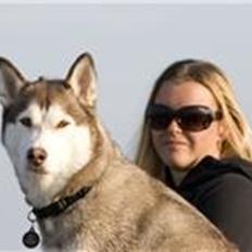 Siberian husky Ariel/Grå