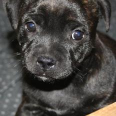 Staffordshire bull terrier Tiki