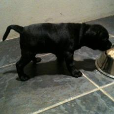 Staffordshire bull terrier Tiki