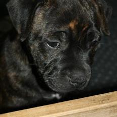 Staffordshire bull terrier Tiki