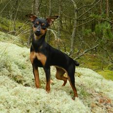Dvaergpinscher Jessie
