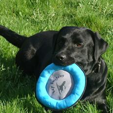 Labrador retriever Buddy