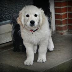 Golden retriever Julius | VBH <3