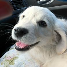 Golden retriever Julius | VBH <3