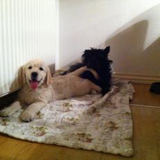 Golden retriever Julius | VBH <3