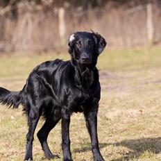 Flat coated retriever Flatrunner Faithful Floyd