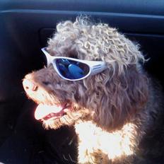 Lagotto romagnolo Sisse