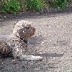 Lagotto romagnolo Sisse