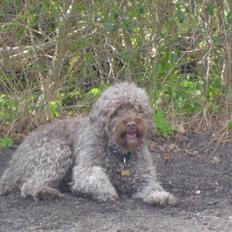 Lagotto romagnolo Sisse