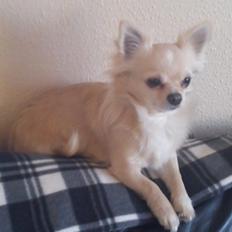 Chihuahua Timon