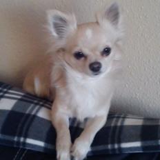 Chihuahua Timon