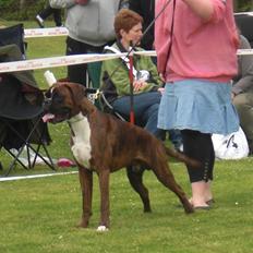 Boxer Hearts of Hope's High Roller (Levi)