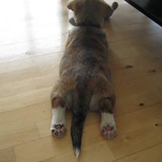 Welsh corgi cardigan Cardax Tonkins (Svendsen)