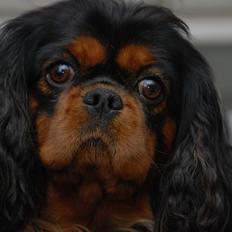 Cavalier king charles spaniel Cquita (Kita) <3