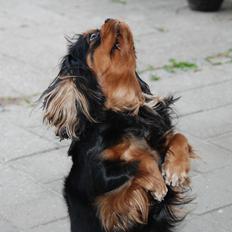 Cavalier king charles spaniel Cquita (Kita) <3