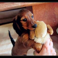 Dværggravhund Vibes Fabian