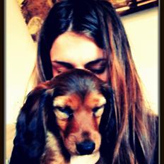 Dværggravhund Vibes Fabian