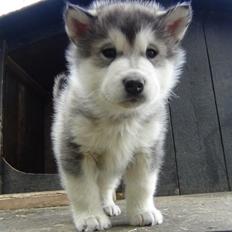 Alaskan malamute Aiko