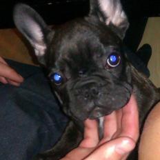 Fransk bulldog Alfonce