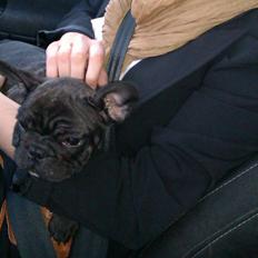 Fransk bulldog Alfonce