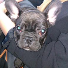 Fransk bulldog Alfonce