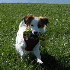 Kooikerhondje Henrikkes Klokkeblomst