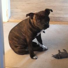 Staffordshire bull terrier Freja