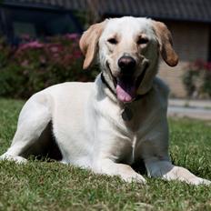 Blanding af racer Rofus