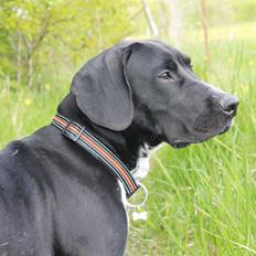 Blanding af racer Alfa