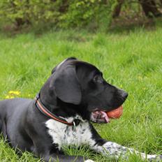 Blanding af racer Alfa